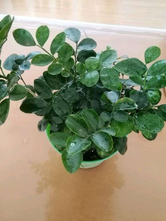 九里香下山桩 要施什么肥才能开花