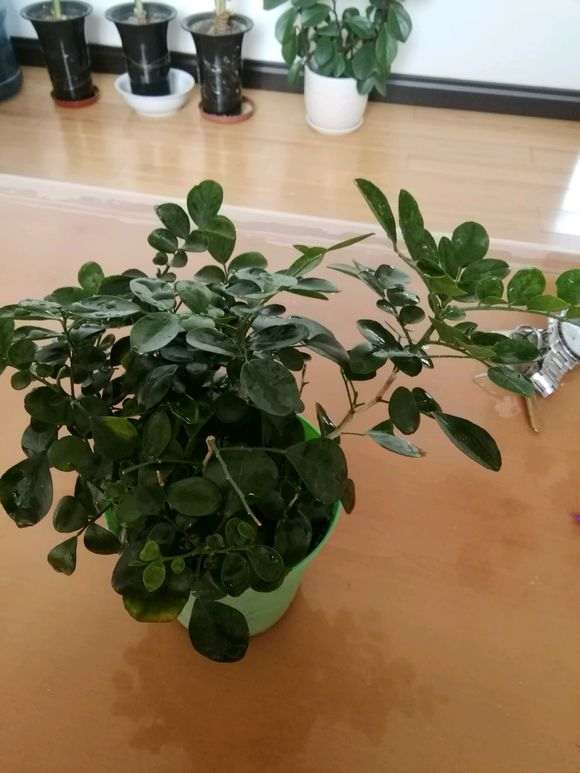 九里香下山桩 要施什么肥才能开花