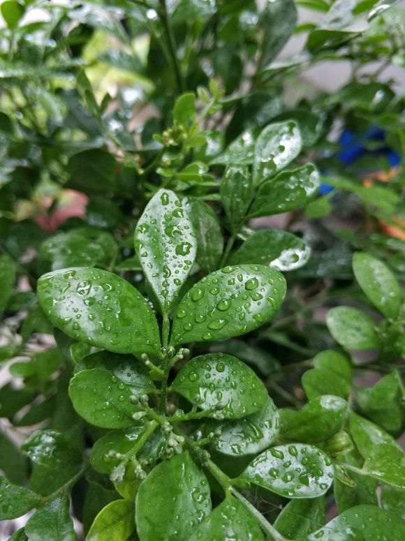 为什么九里香下山桩 有花骨朵不开花