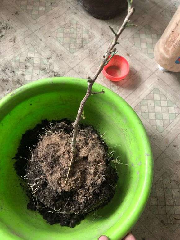 九里香下山桩怎么室内套袋的方法 图片