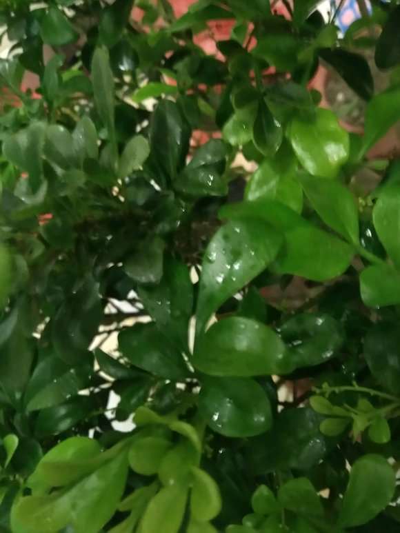九里香下山桩叶子上有水珠 怎么办 图片