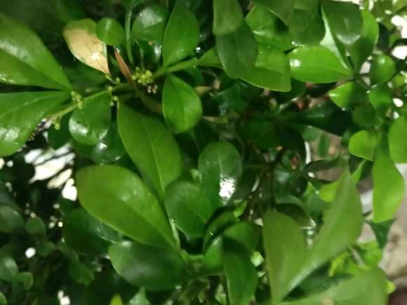 九里香下山桩叶子上有水珠 怎么办 图片