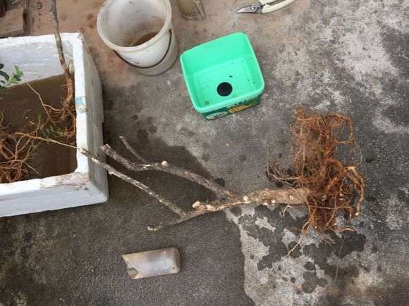 九里香下山桩泡多久合适 怎么办 图片