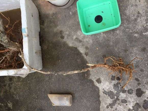 九里香下山桩泡多久合适 怎么办 图片