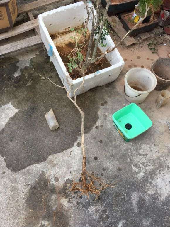 九里香下山桩入盆后怎么套袋出芽 图片