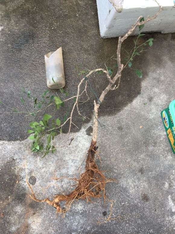 九里香下山桩入盆后怎么套袋出芽 图片