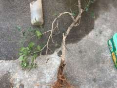 九里香下山桩入盆后怎么套袋出芽 图片