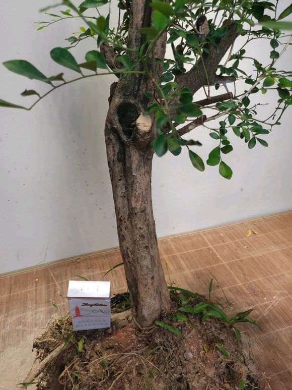 九里香下山桩枝繁叶茂就是不开花 图片