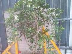 九里香下山桩在不通风房间可以养好吗