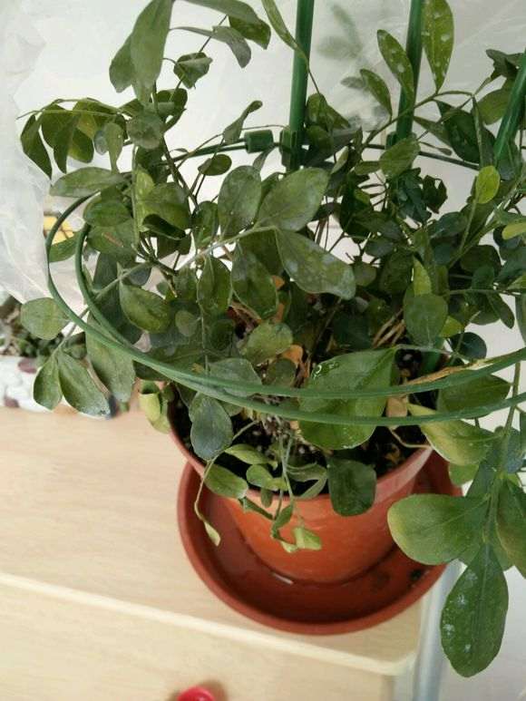 北方怎么养九里香下山桩的方法 图片