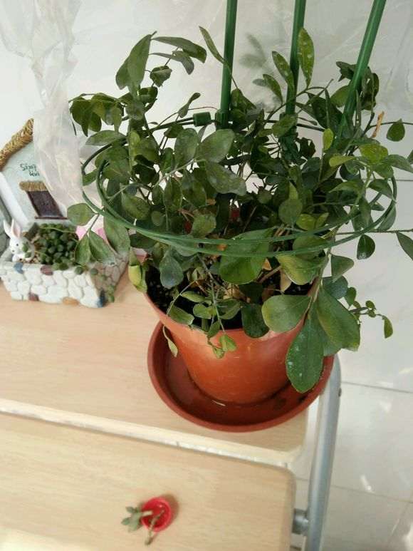 北方怎么养九里香下山桩的方法 图片