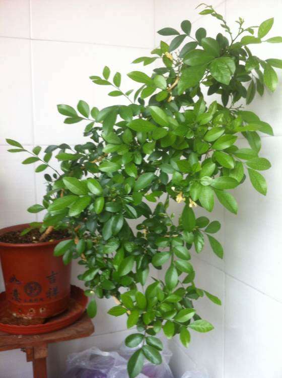 北方怎么养九里香下山桩的方法 图片