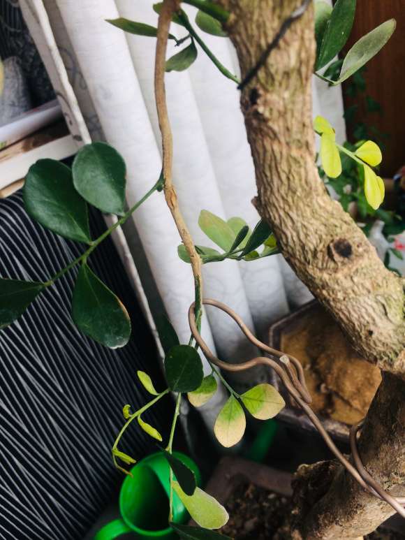 九里香下山桩叶子变黄发蔫 怎么办 图片