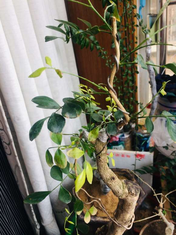 九里香下山桩叶子变黄发蔫 怎么办 图片