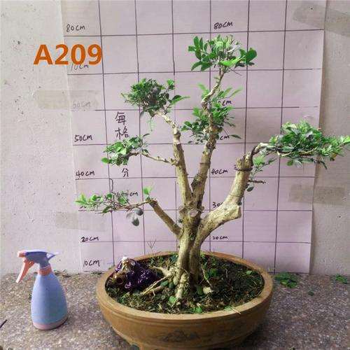 九里香下山桩能放在窗台养吗 怎么养 图片