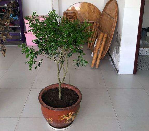 刚栽下的九里香下山桩 叶子太多 怎么办