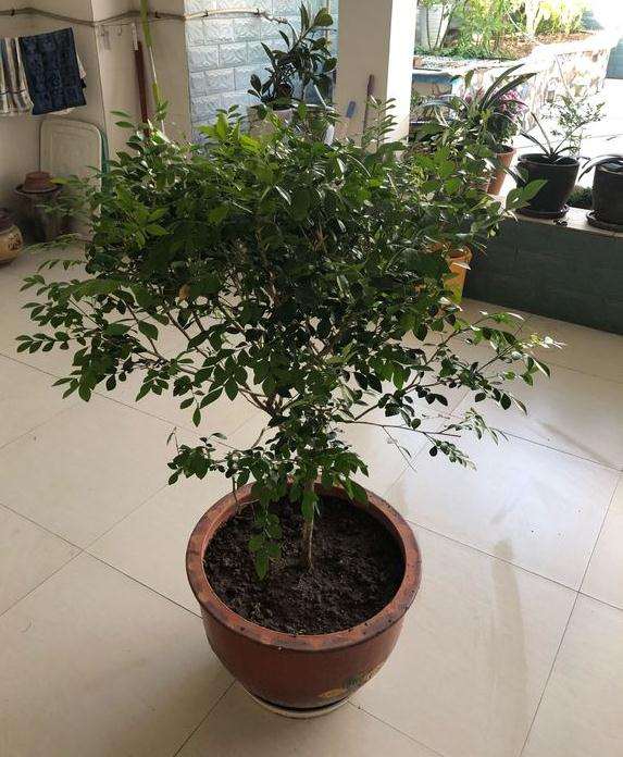 刚栽下的九里香下山桩 叶子太多 怎么办