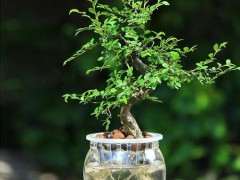 九里香下山桩可以水培的吗 图片