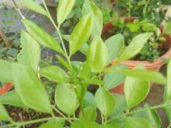 为什么九里香下山桩晒太阳 出花苞快