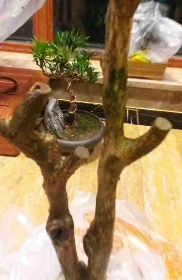 九里香下山桩怎么用沙土养的方法 图片