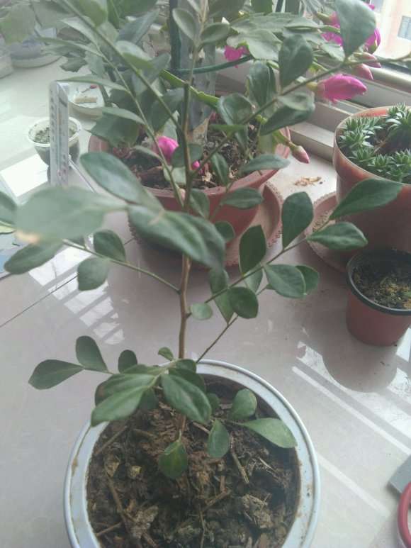 九里香下山桩怎么用沙土养的方法 图片