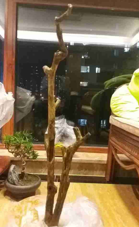 九里香下山桩怎么用沙土养的方法 图片