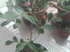 九里香下山桩怎么用沙土养的方法 图片