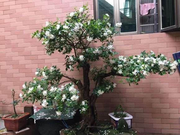 九里香下山桩的老皮如何处理 图片