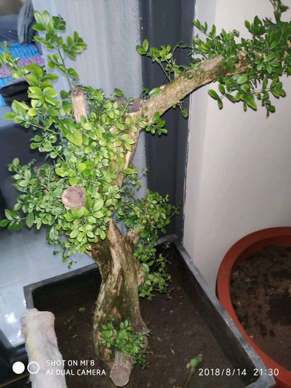 九里香下山桩半年就长这样 怎么办 图片