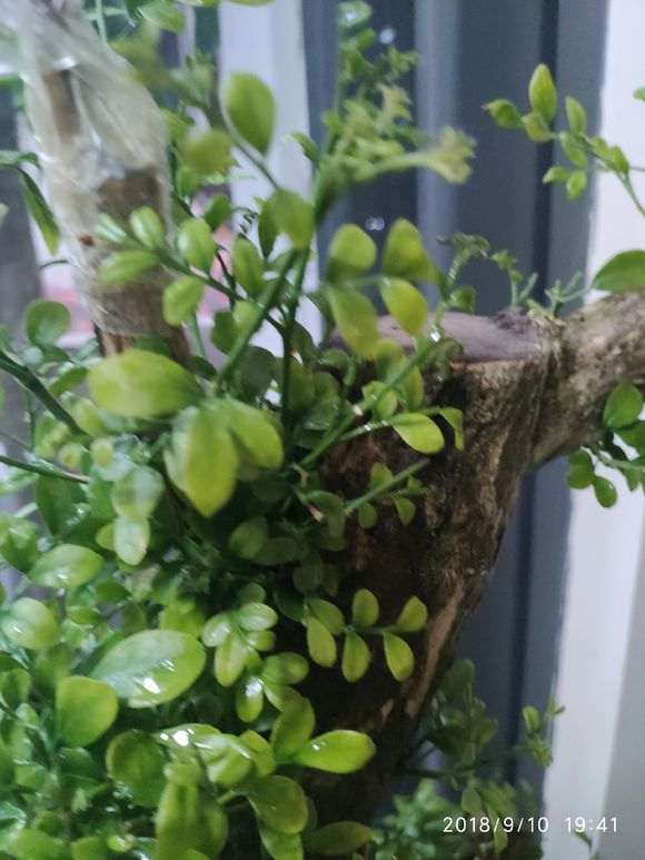 九里香下山桩半年就长这样 怎么办 图片