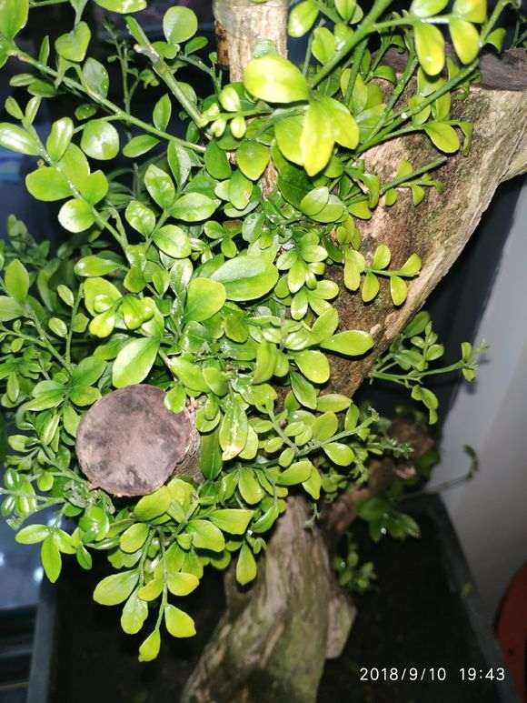 九里香下山桩半年就长这样 怎么办 图片