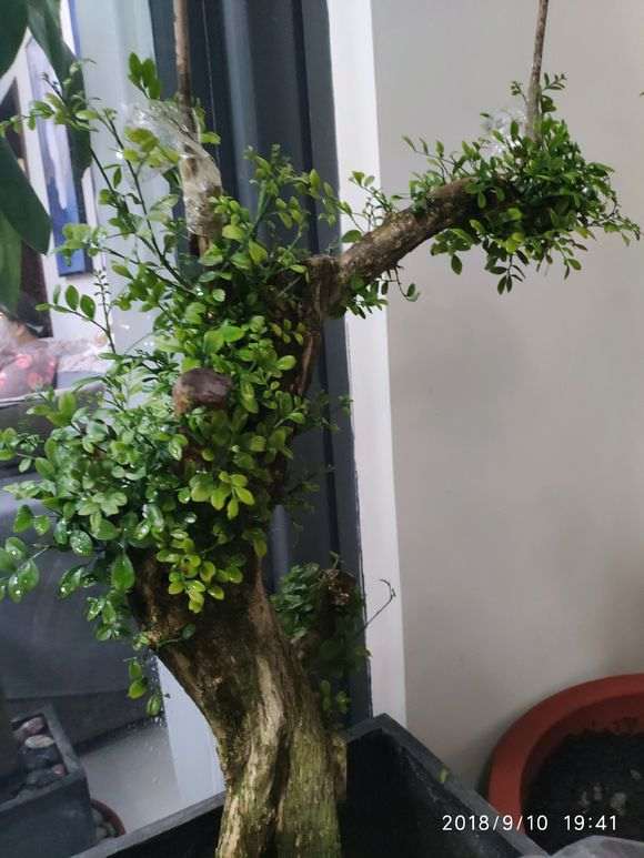 九里香下山桩半年就长这样 怎么办 图片