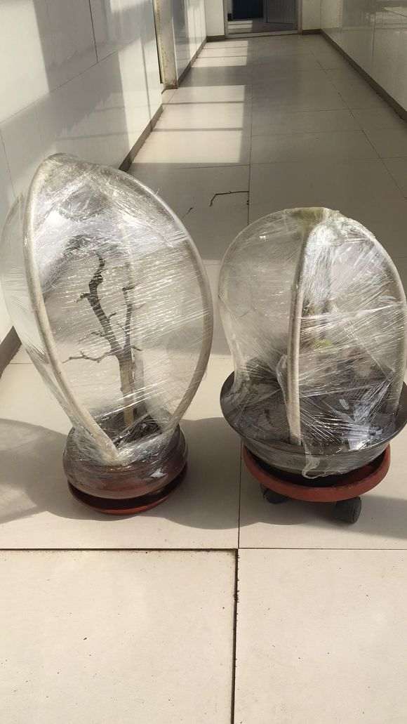 九里香下山桩把叶子全剪了 怎么样 图片