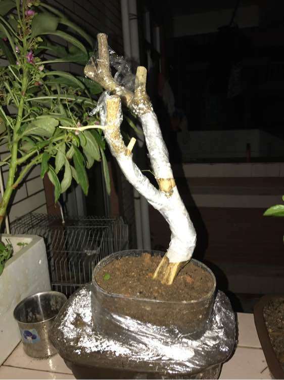 九里香下山桩怎么截枝的方法 图片