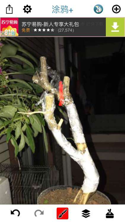 九里香下山桩怎么截枝的方法 图片