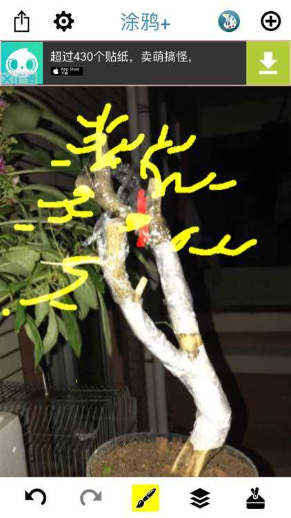 九里香下山桩怎么截枝的方法 图片