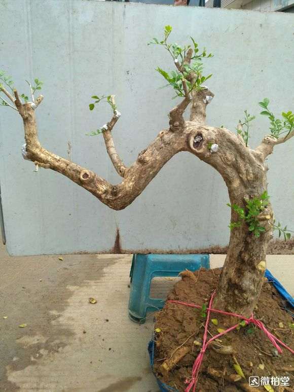 九里香下山桩 价格350元 贵吗 图片