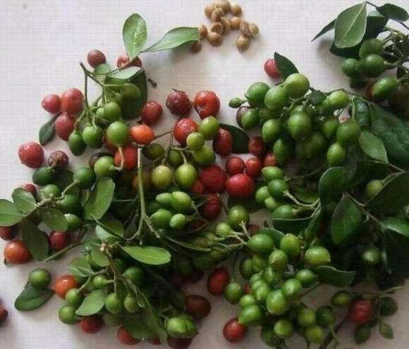 九里香下山桩发芽率怎么样 图片