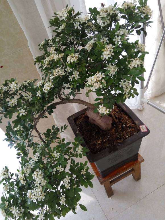 九里香下山桩发芽率怎么样 图片