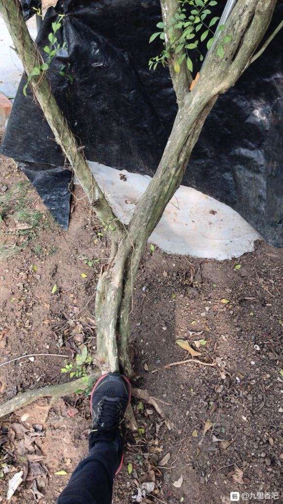 九里香下山桩怎么盘的方法 图片