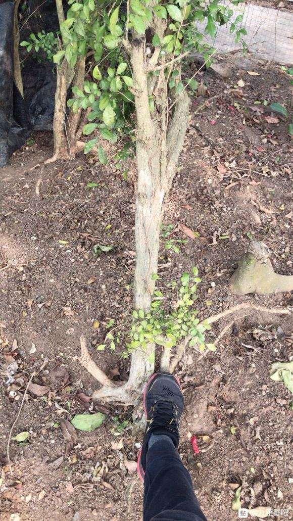 九里香下山桩怎么盘的方法 图片
