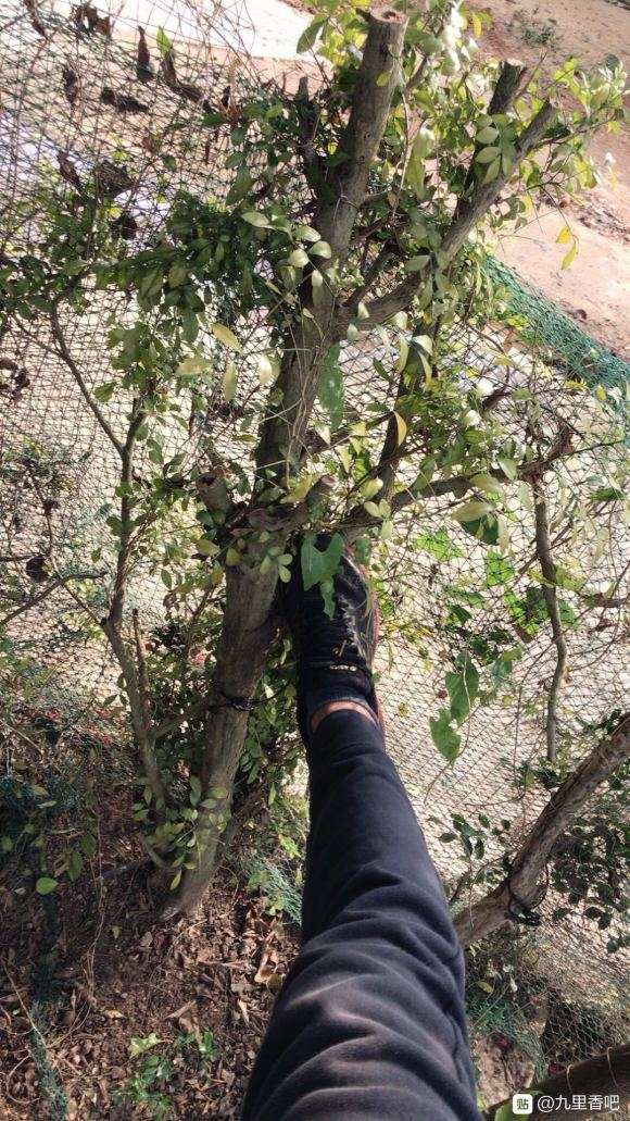 九里香下山桩怎么盘的方法 图片
