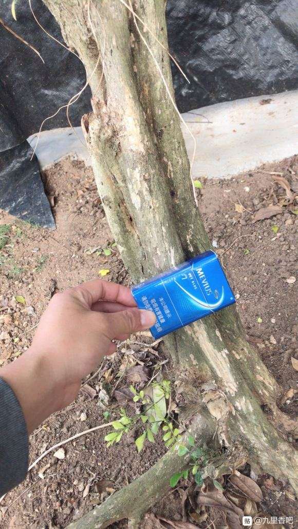 九里香下山桩怎么盘的方法 图片