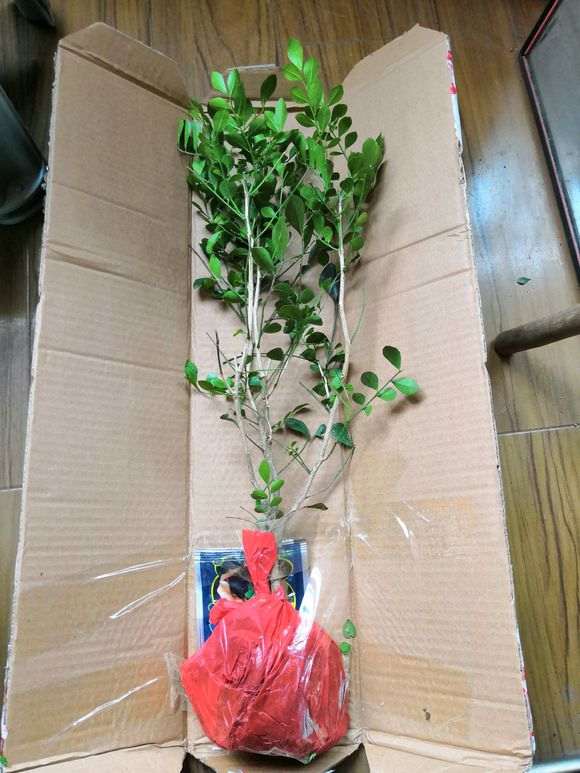 为什么不要买揭阳的九里香下山桩 图片