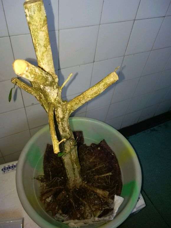 60元买的九里香下山桩 怎么样 图片