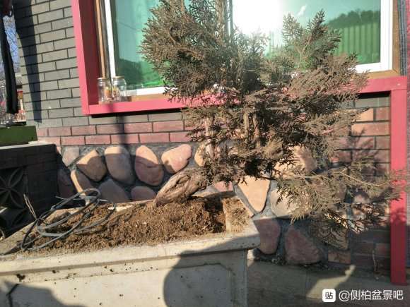 三年的侧柏下山桩 被霜冻了 怎么办