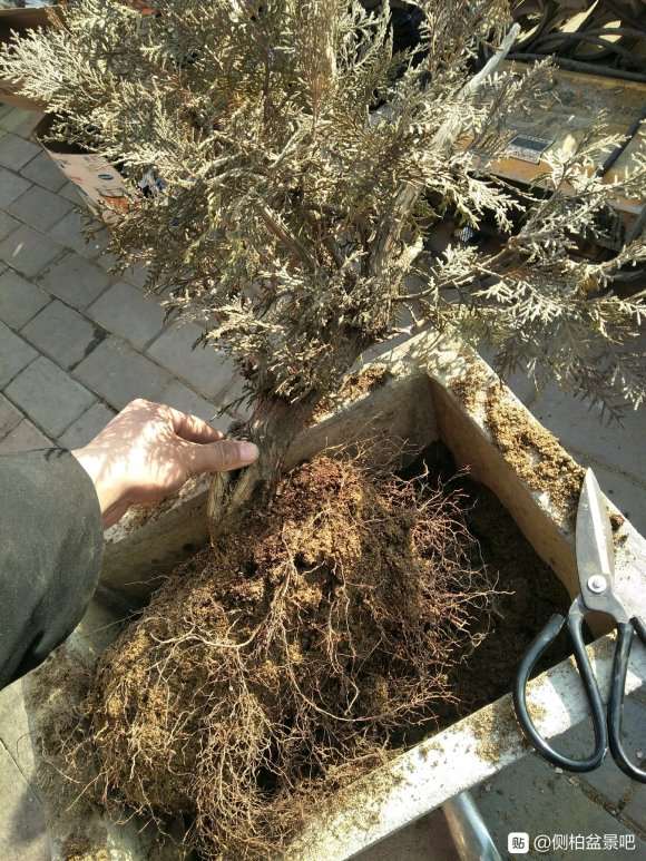 三年的侧柏下山桩 被霜冻了 怎么办