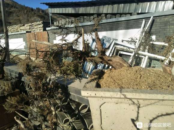 三年的侧柏下山桩 被霜冻了 怎么办