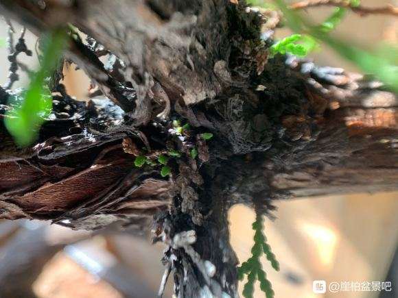 侧柏下山桩种下一个月了 怎么样 图片