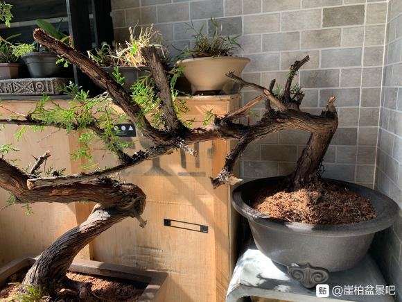 侧柏下山桩种下一个月了 怎么样 图片